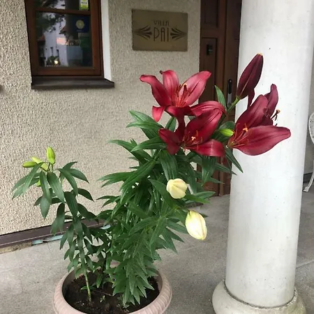 Paivilla Boutique 塔林