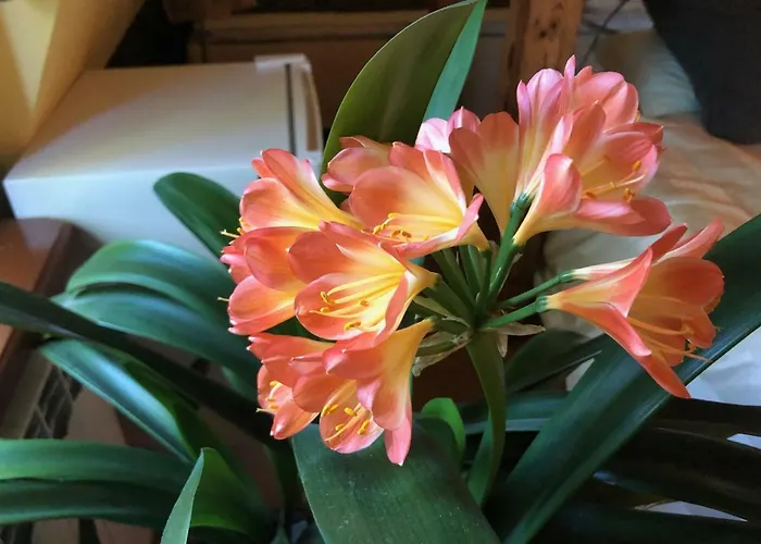 Paivilla Boutique 住宿加早餐酒店 3*